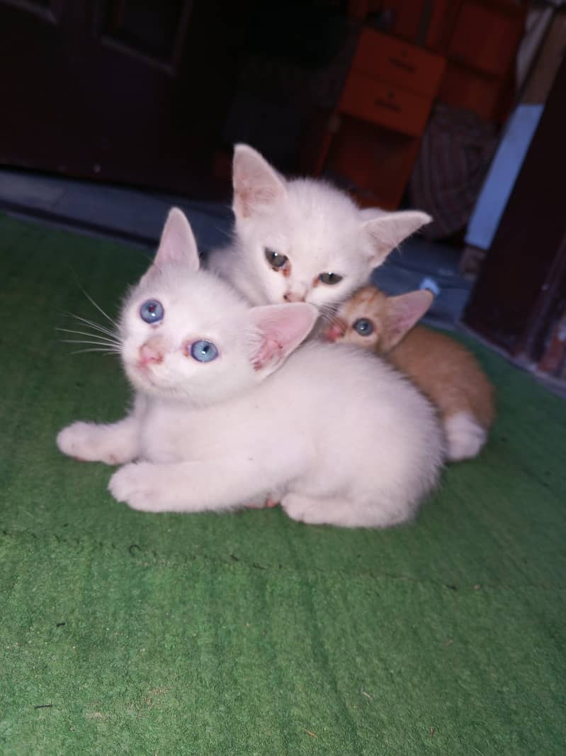 white cate 0