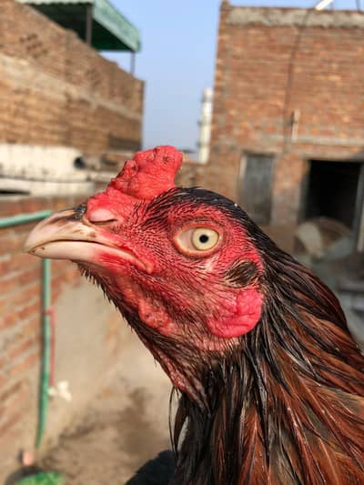 High  quality  murga for sale