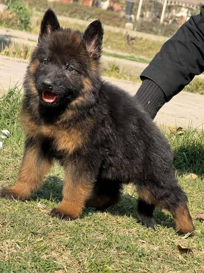 German shepherd puppies contact WhatsApp contact [0343=24=55=191]