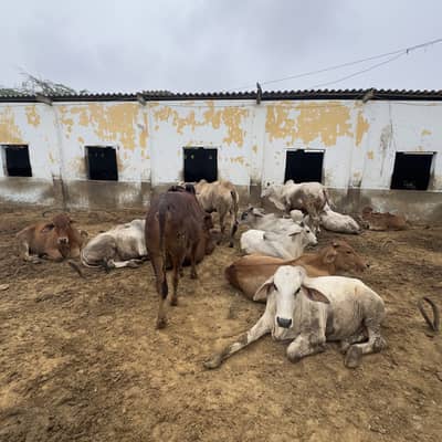 Kattu bachre for sale
