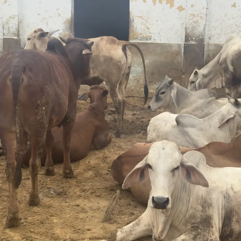 Kattu bachre for sale — photo 2