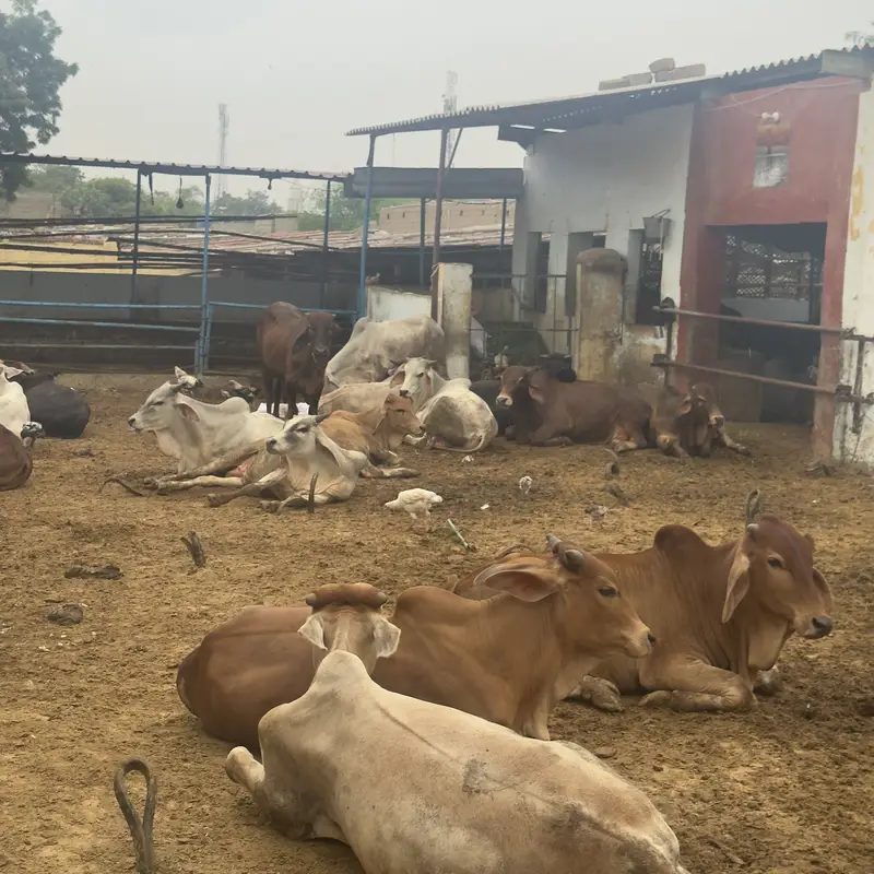 Kattu bachre for sale — photo 3