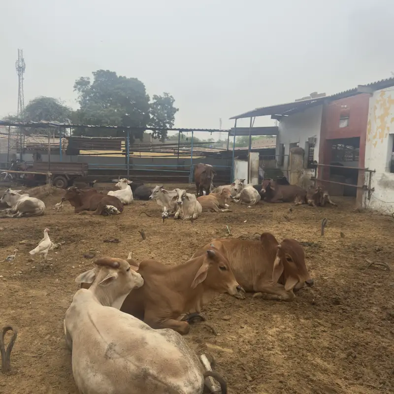 Kattu bachre for sale — photo 4