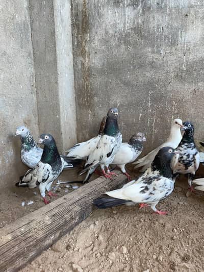 kabootar avaliable in reasonable price