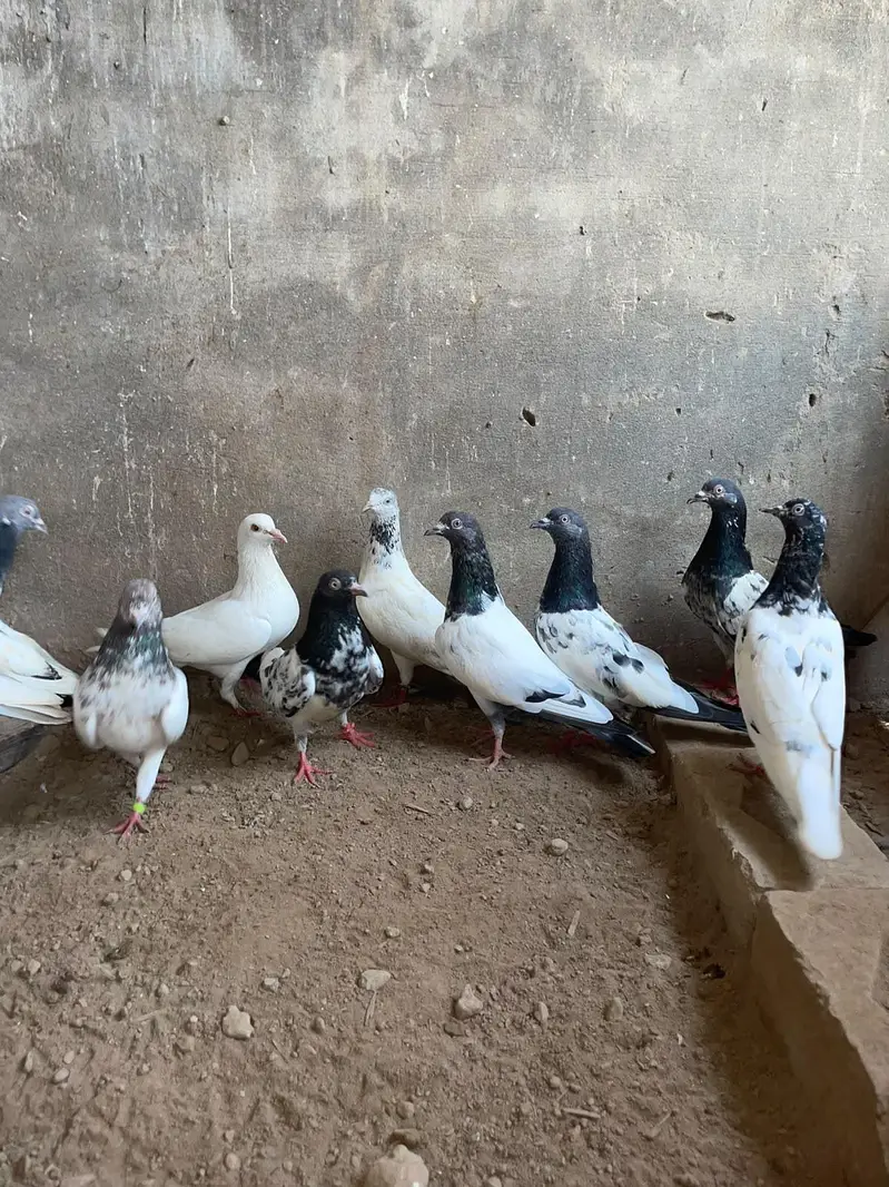 kabootar avaliable in reasonable price — photo 3
