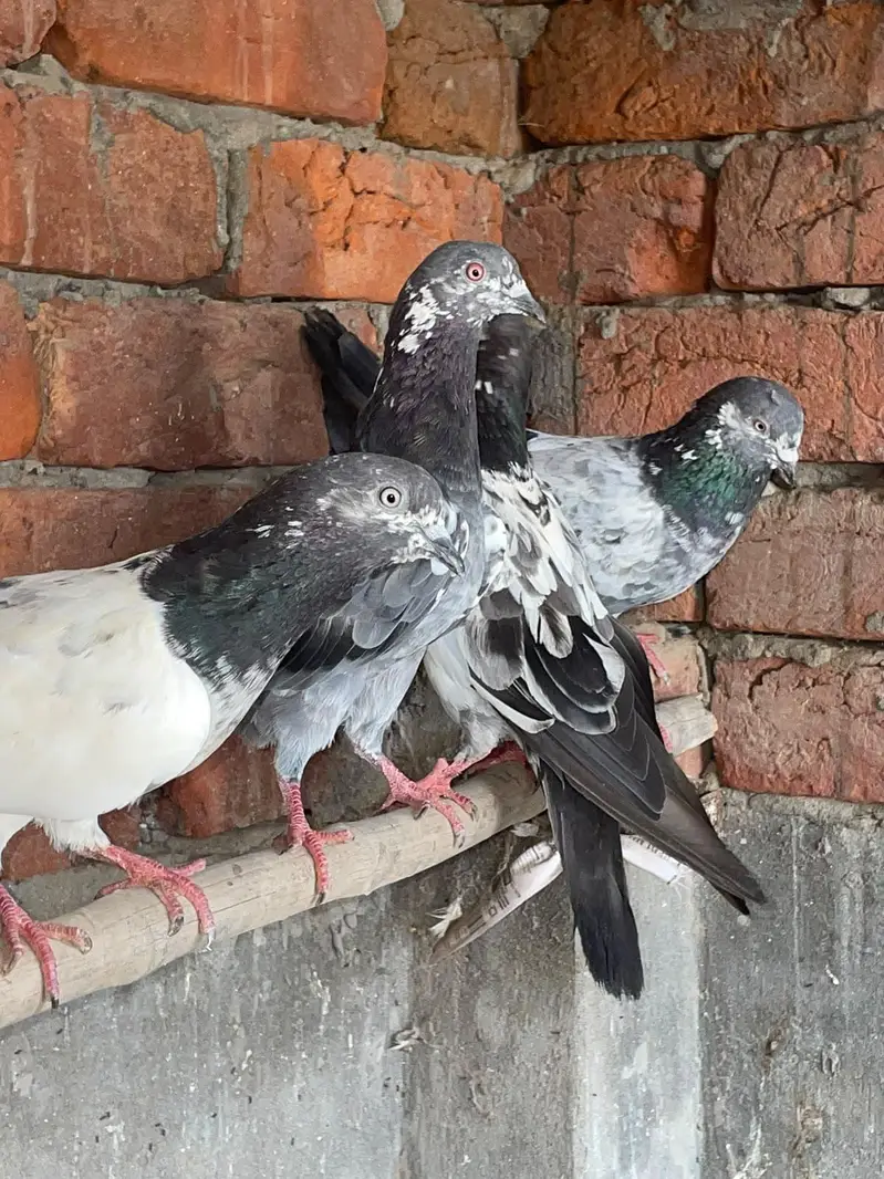 kabootar avaliable in reasonable price — photo 5