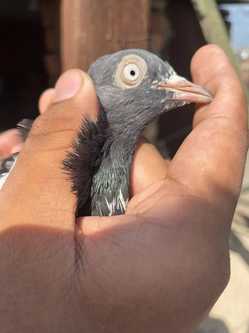 kabootar avaliable in reasonable price — photo 6