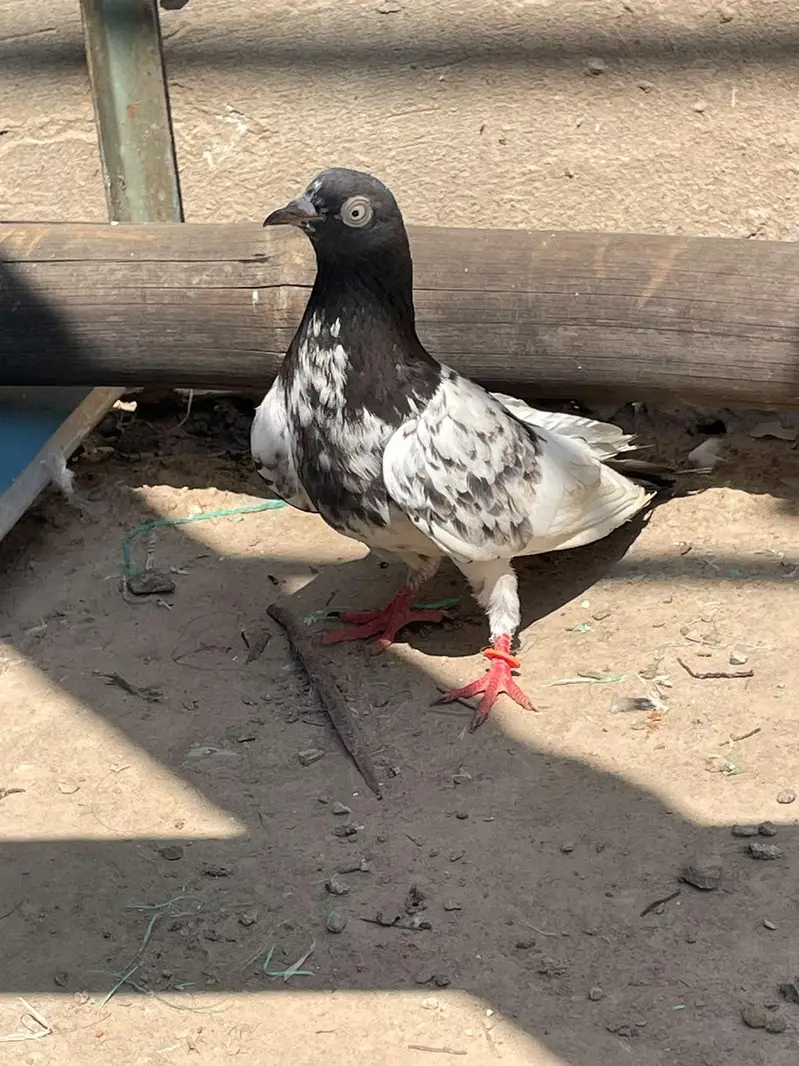 kabootar avaliable in reasonable price — photo 7