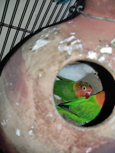 Lovebirds Breeder pair
