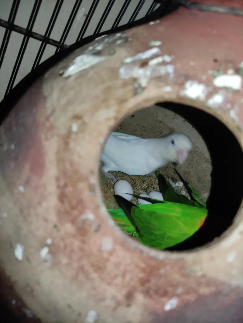 Lovebirds Breeder pair — photo 2