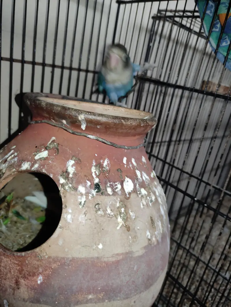 Lovebirds Breeder pair — photo 3