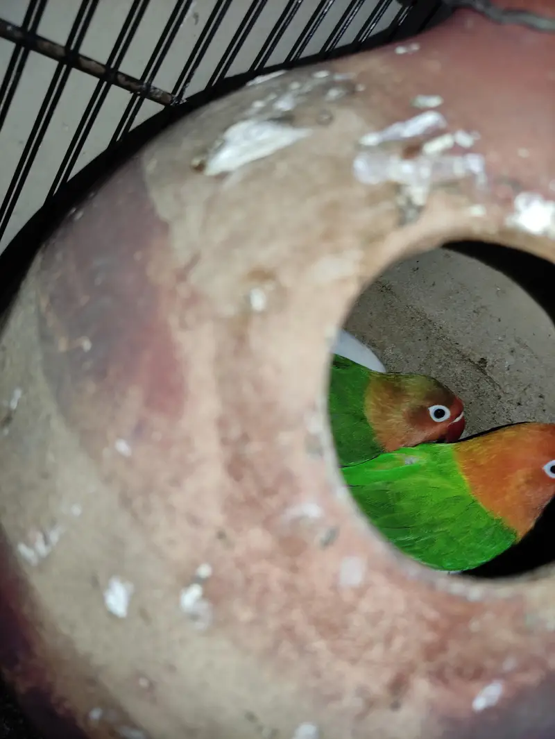 Lovebirds Breeder pair — photo 4