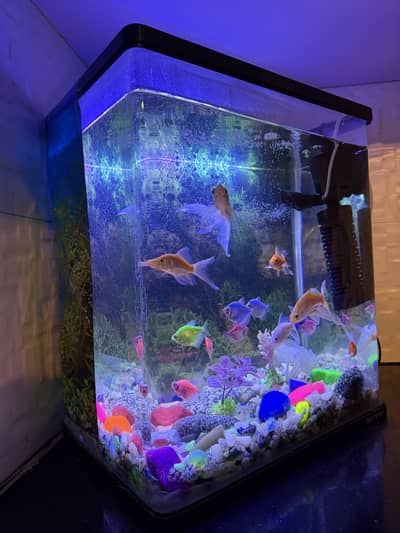 Aquarium with pump and fishes