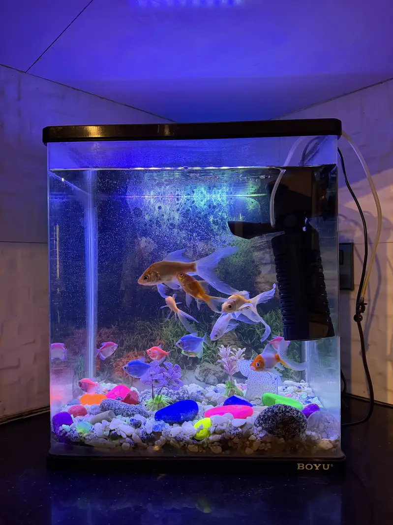 Aquarium with pump and fishes — photo 3