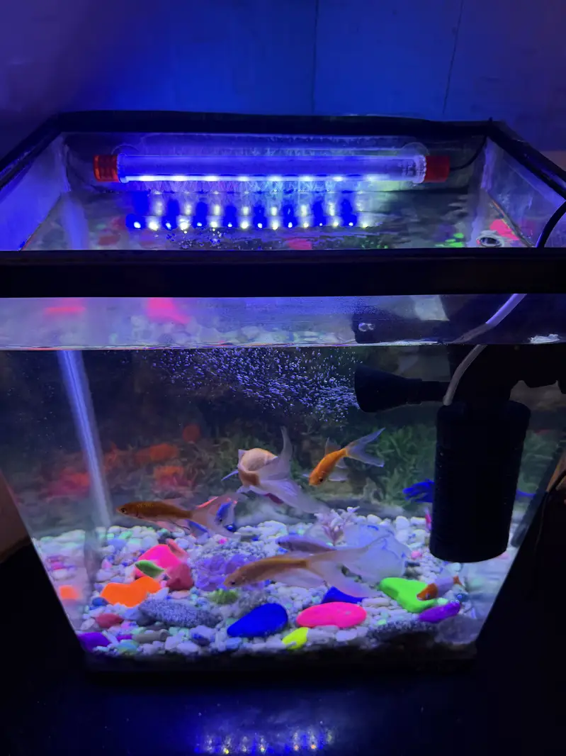 Aquarium with pump and fishes — photo 4