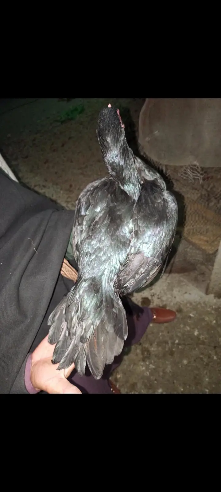 Aseel thai cross — photo 8