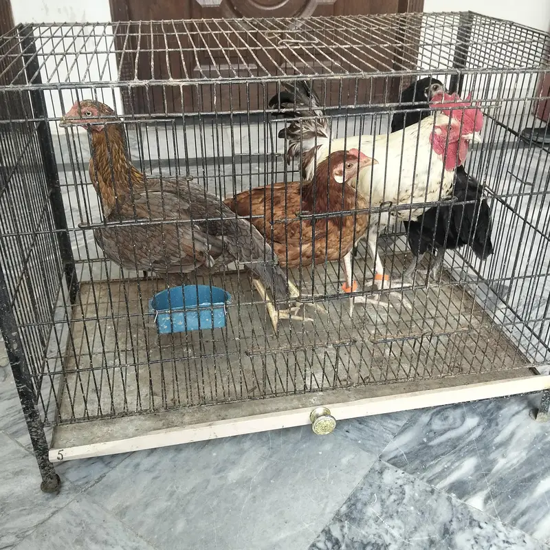 2x Aseel and 2x dassi — photo 2