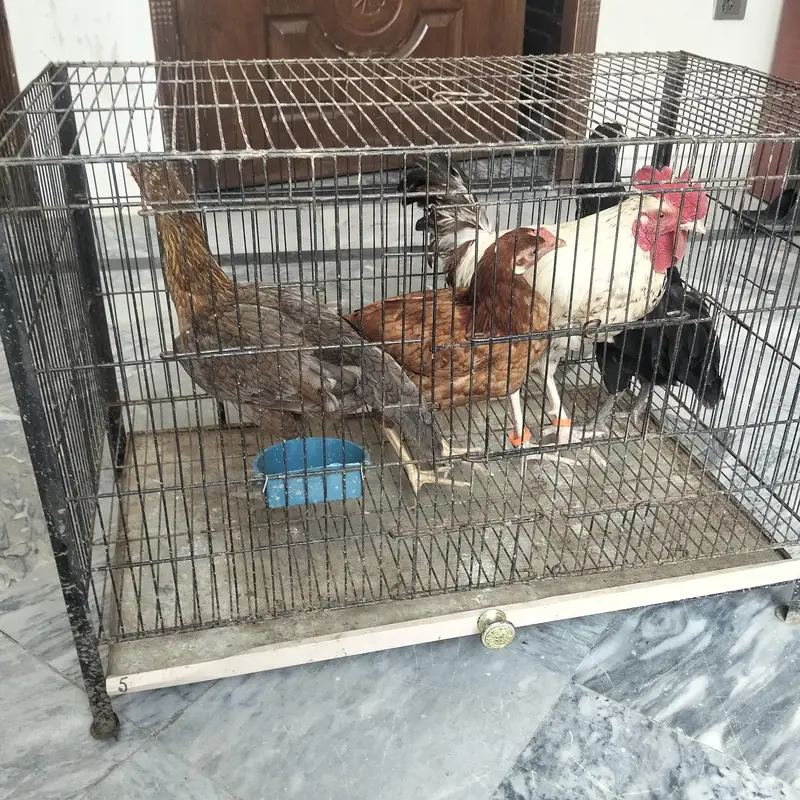 2x Aseel and 2x dassi — photo 3