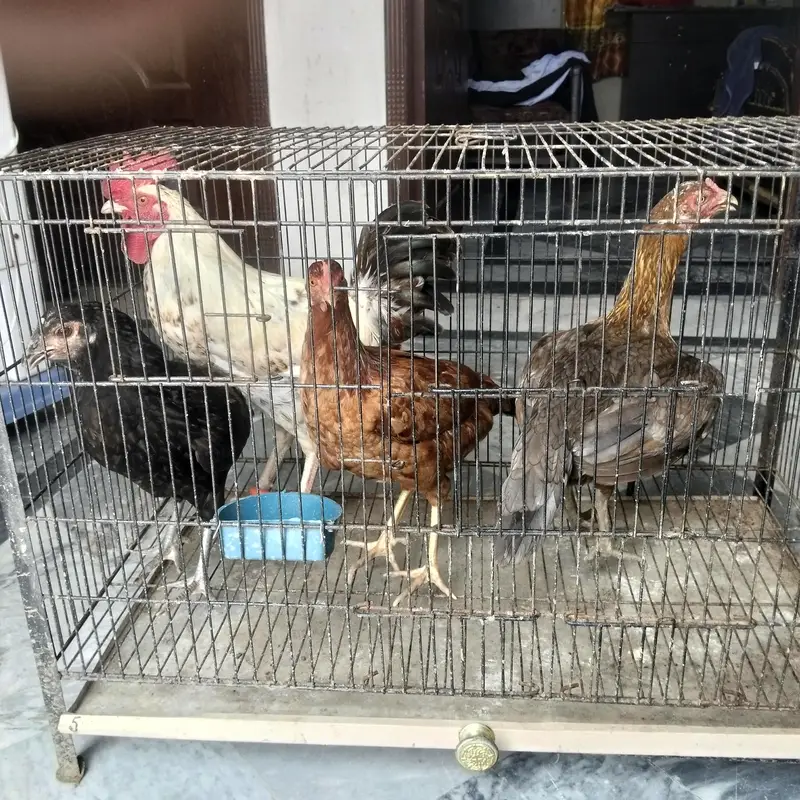2x Aseel and 2x dassi — photo 5