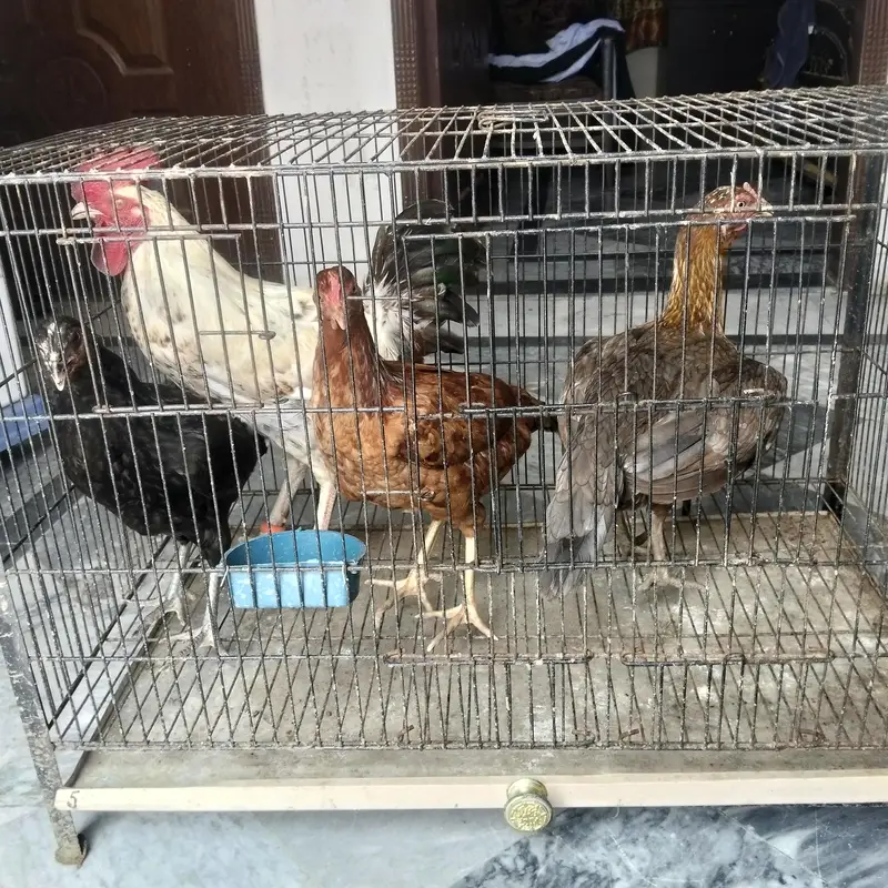 2x Aseel and 2x dassi — photo 6