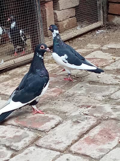 vip breader pair 03106176708