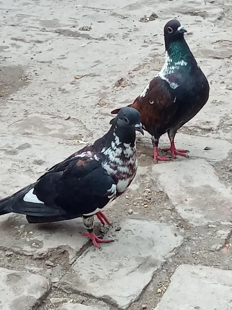 vip breader pair 03106176708 — photo 4