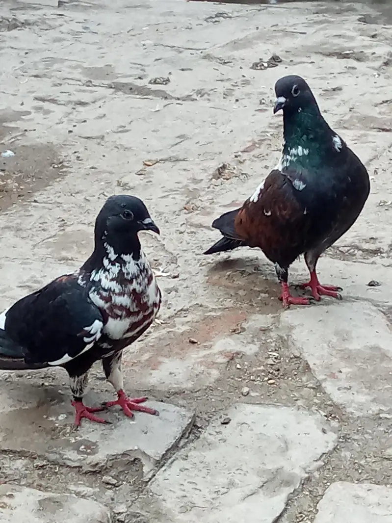 vip breader pair 03106176708 — photo 7