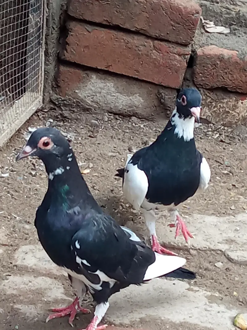 vip breader pair 03106176708 — photo 8