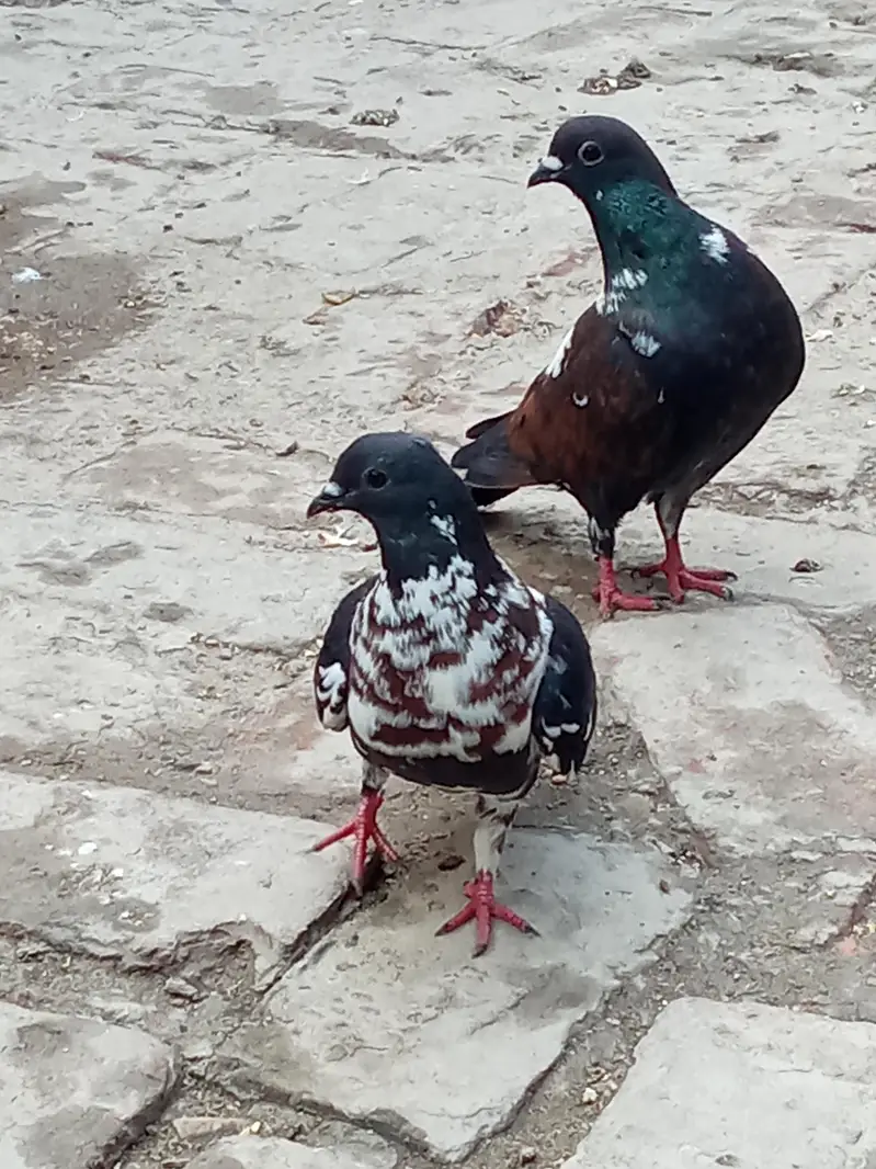 vip breader pair 03106176708 — photo 9