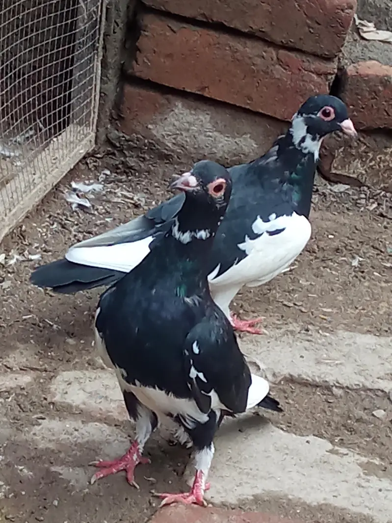 vip breader pair 03106176708 — photo 10