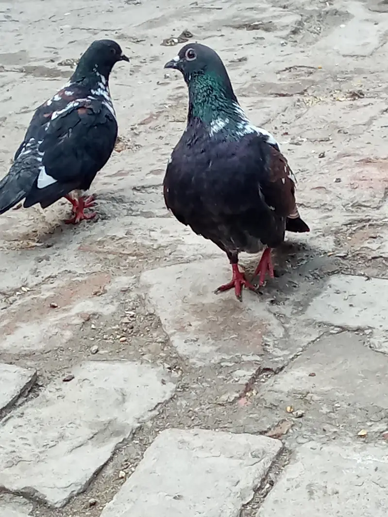 vip breader pair 03106176708 — photo 11