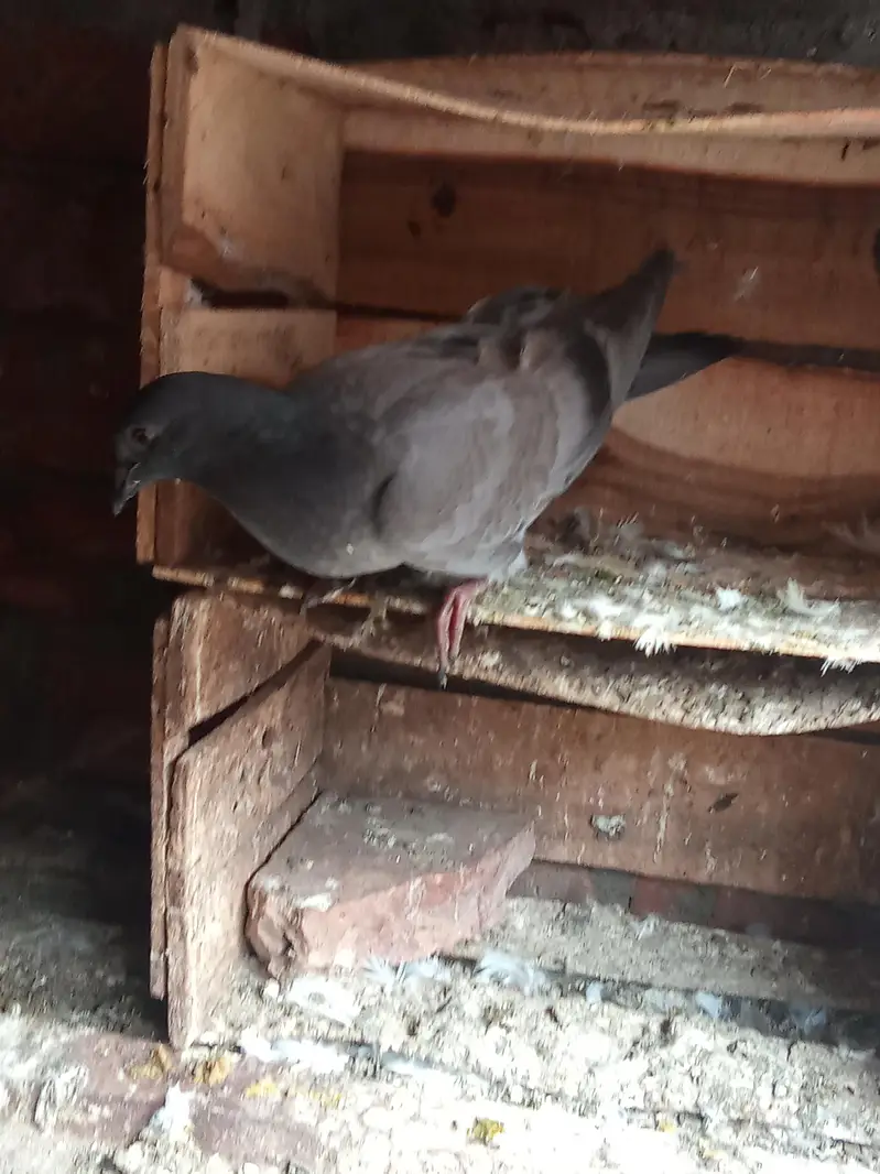 vip breader pair 03106176708 — photo 12