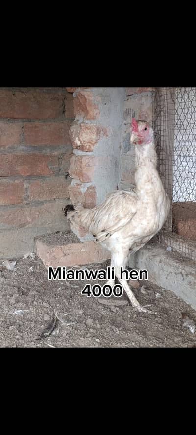 Mianwali hen
