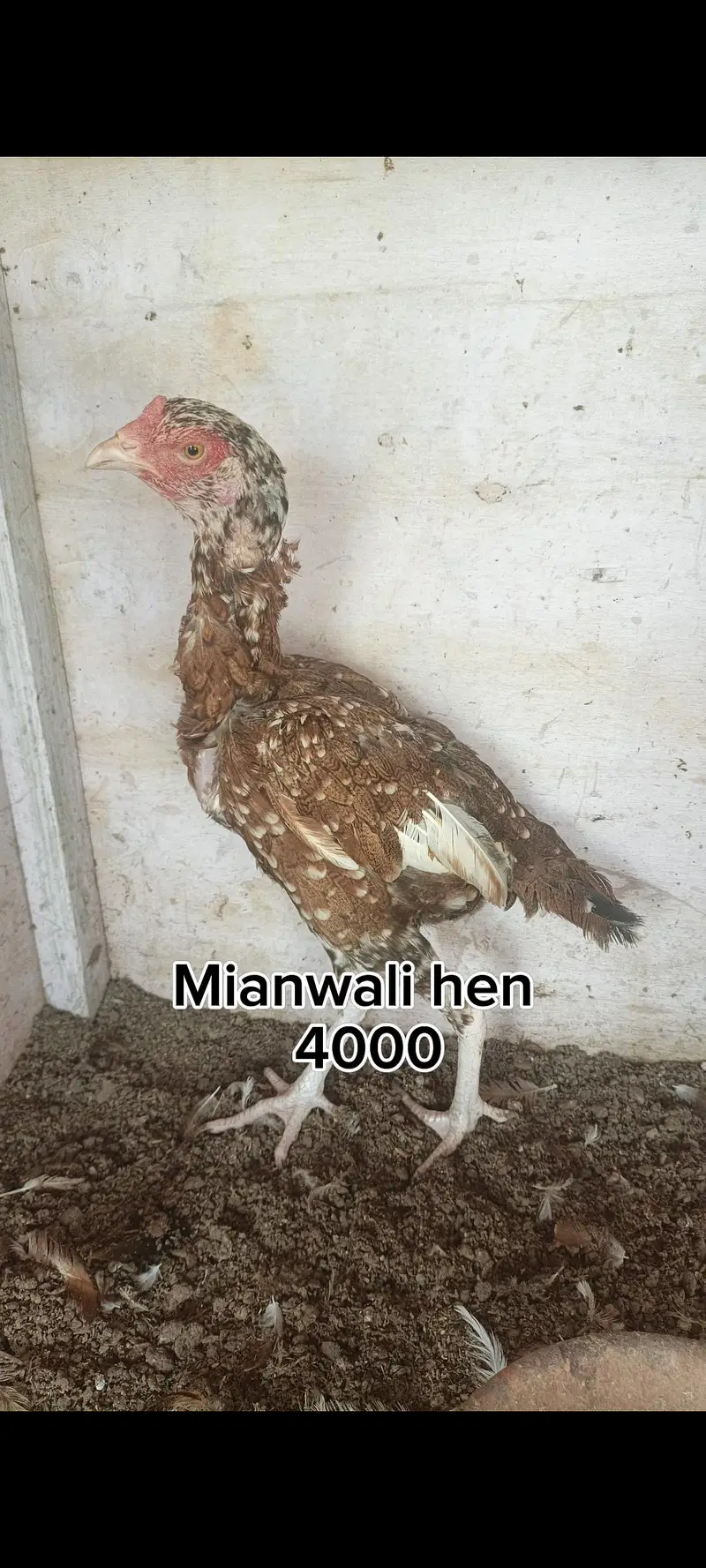 Mianwali hen — photo 2