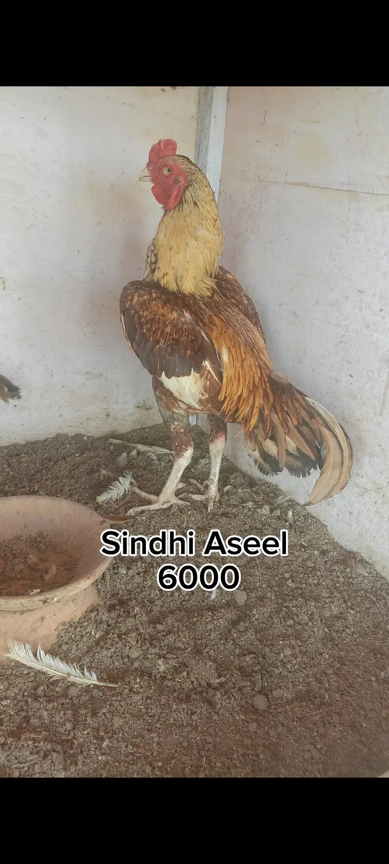 Mianwali hen — photo 3