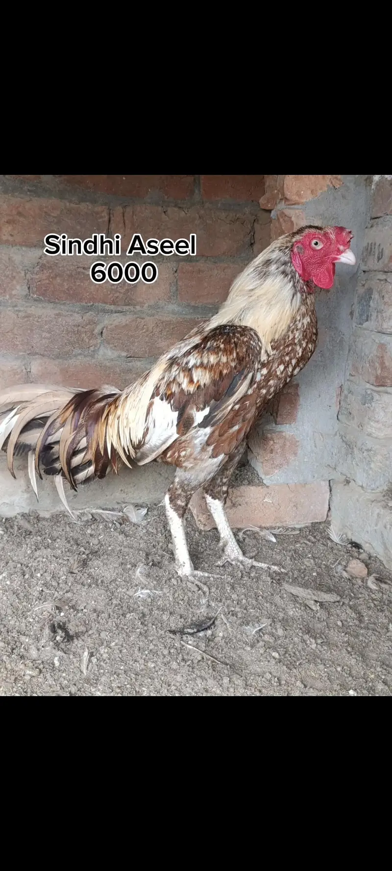 Mianwali hen — photo 4