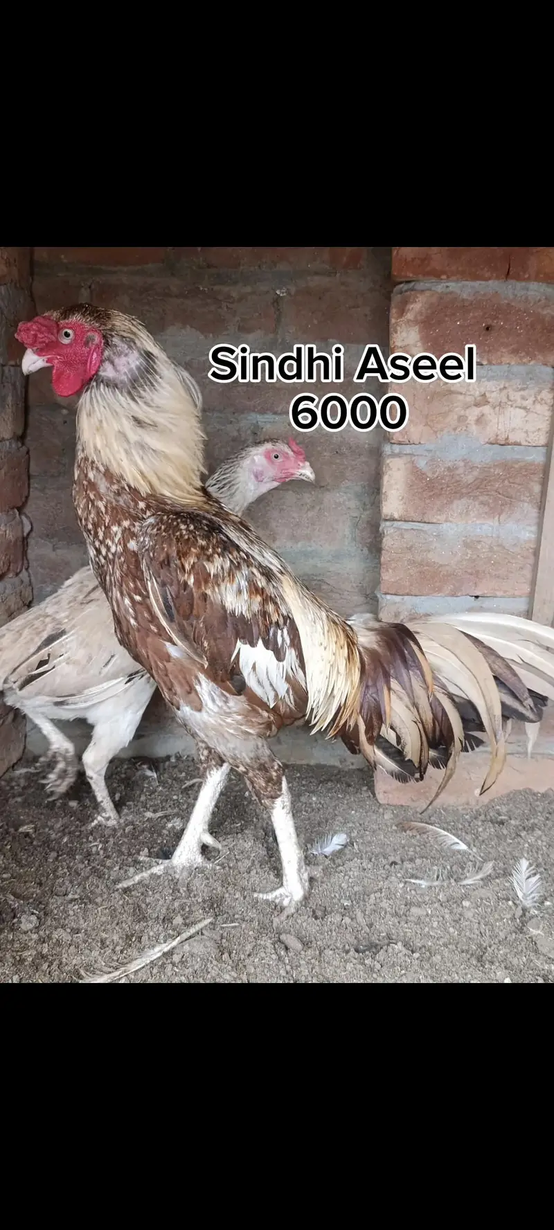 Mianwali hen — photo 5