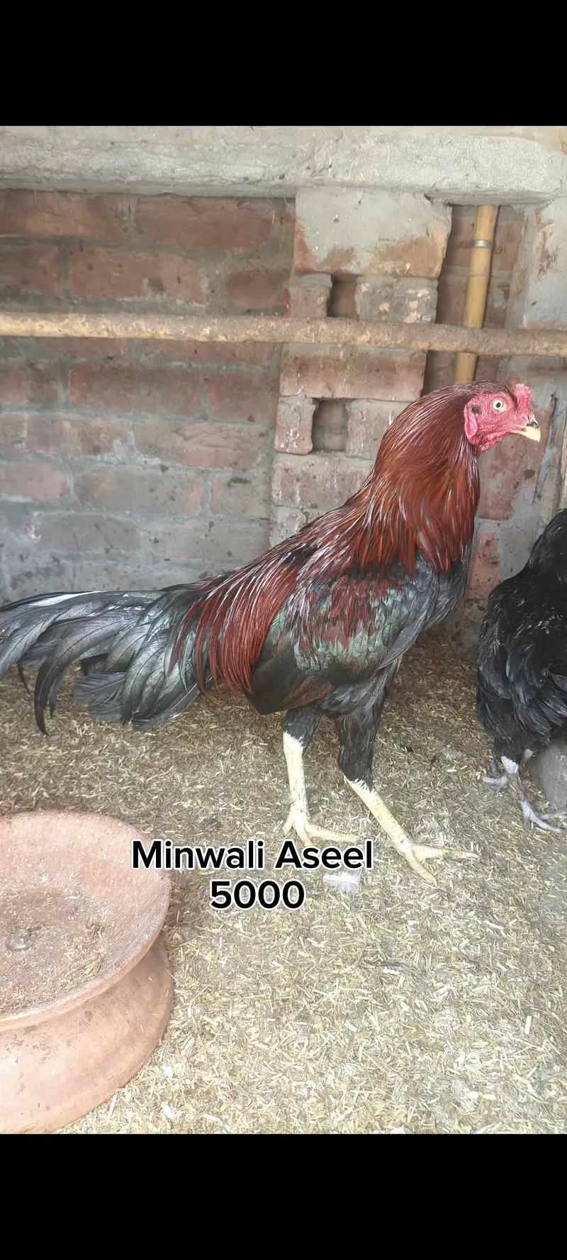 Mianwali hen — photo 6