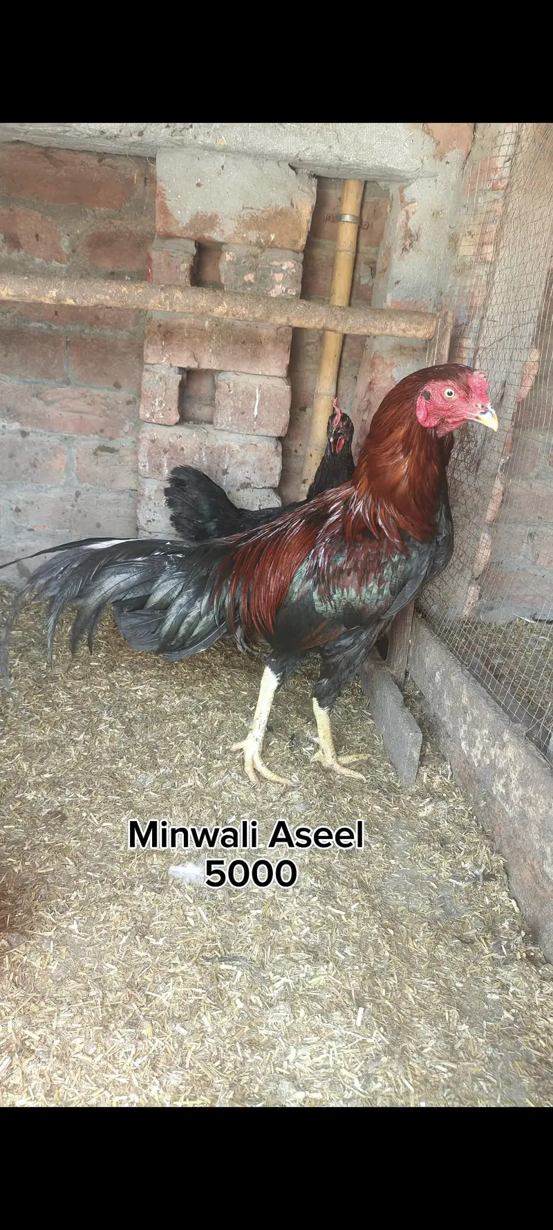 Mianwali hen — photo 7