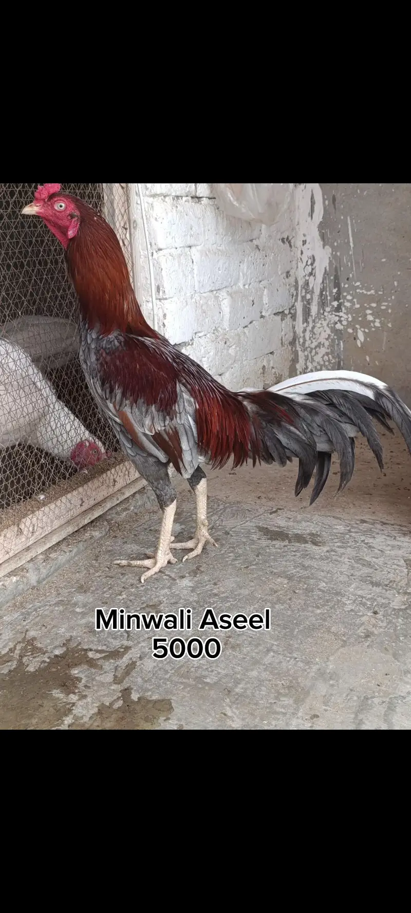 Mianwali hen — photo 8