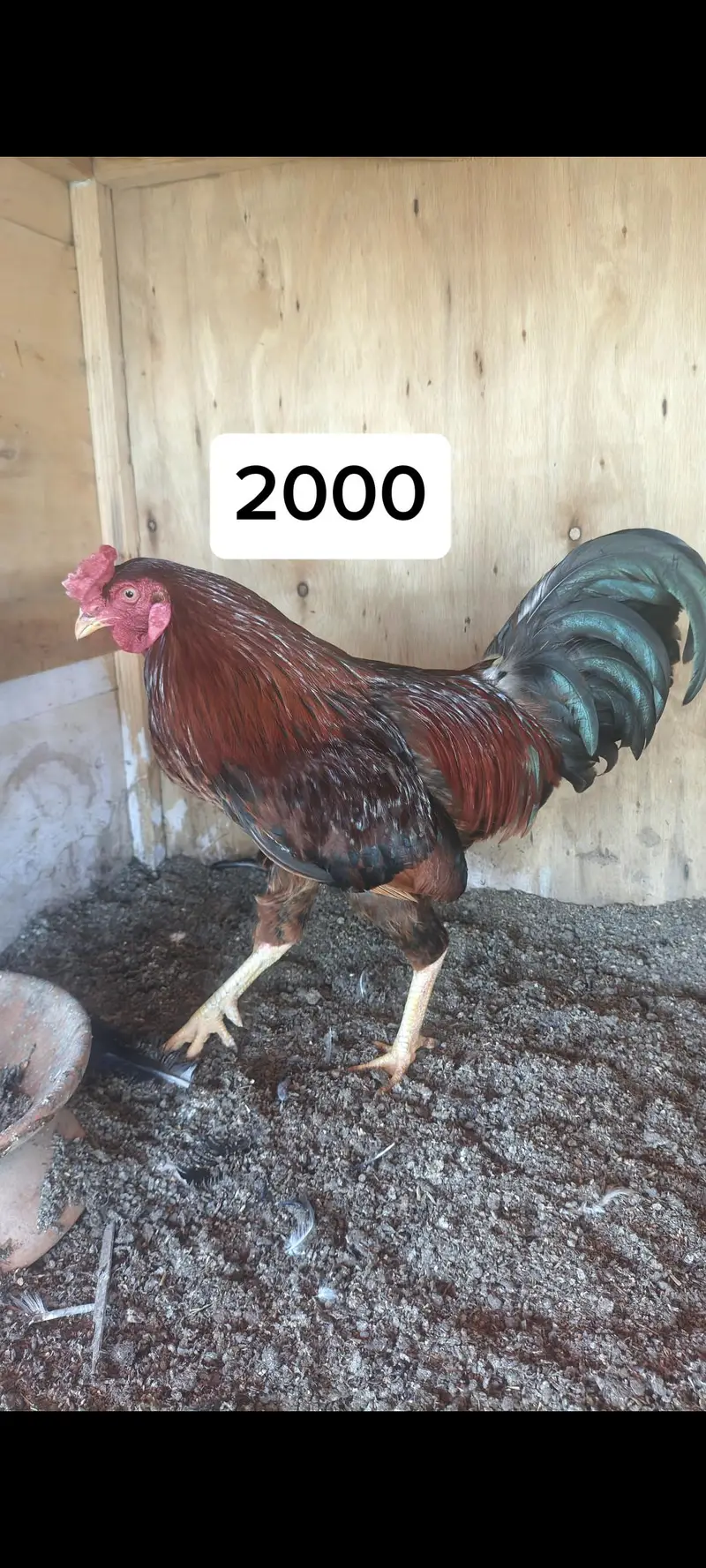 Mianwali hen — photo 9