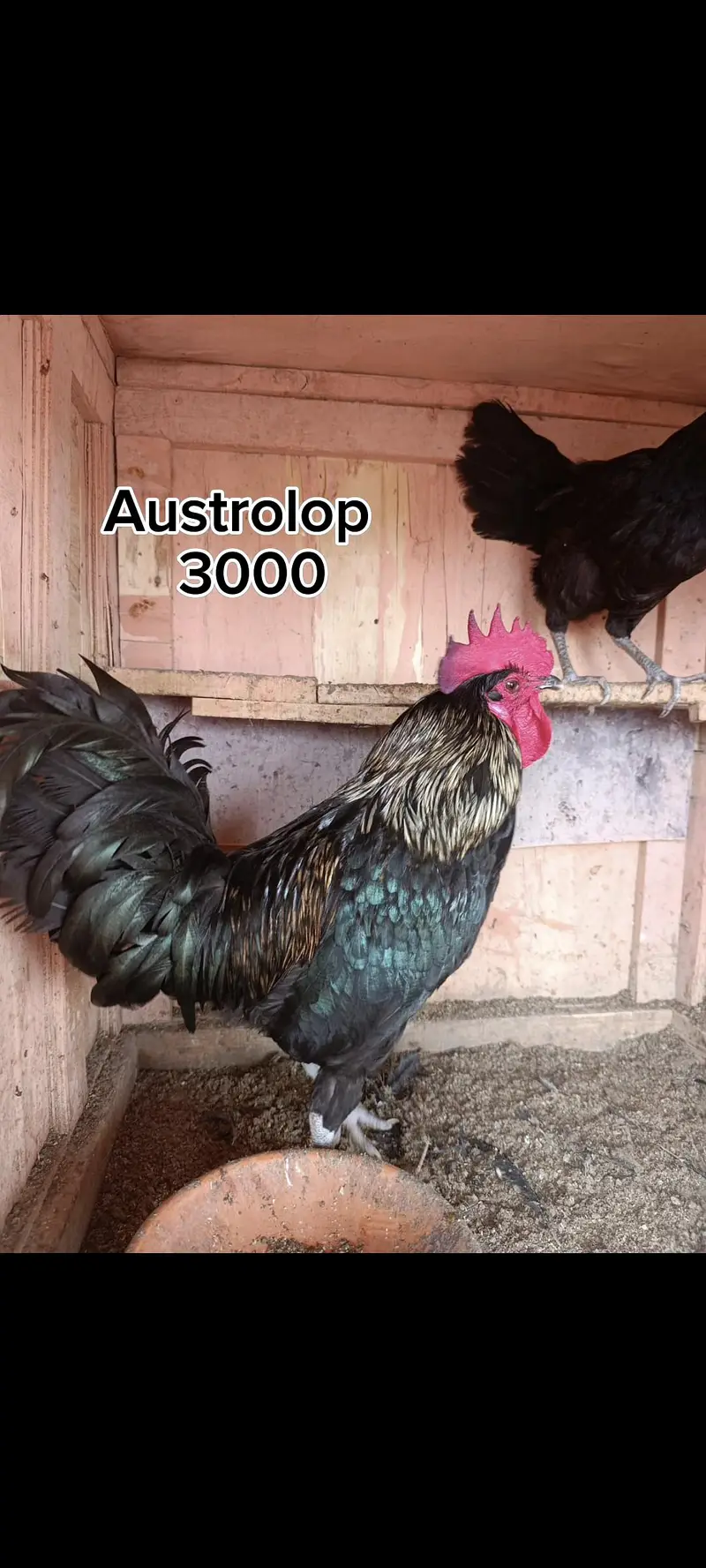 Mianwali hen — photo 10
