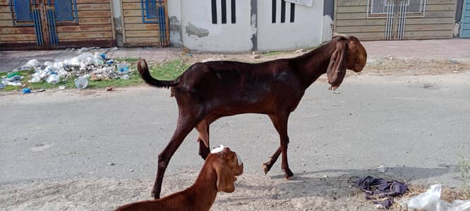 Goat for sale