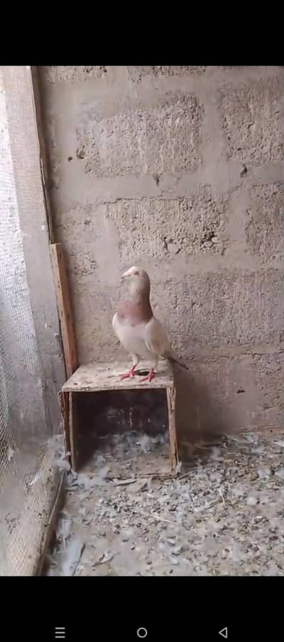goal pigeon pair