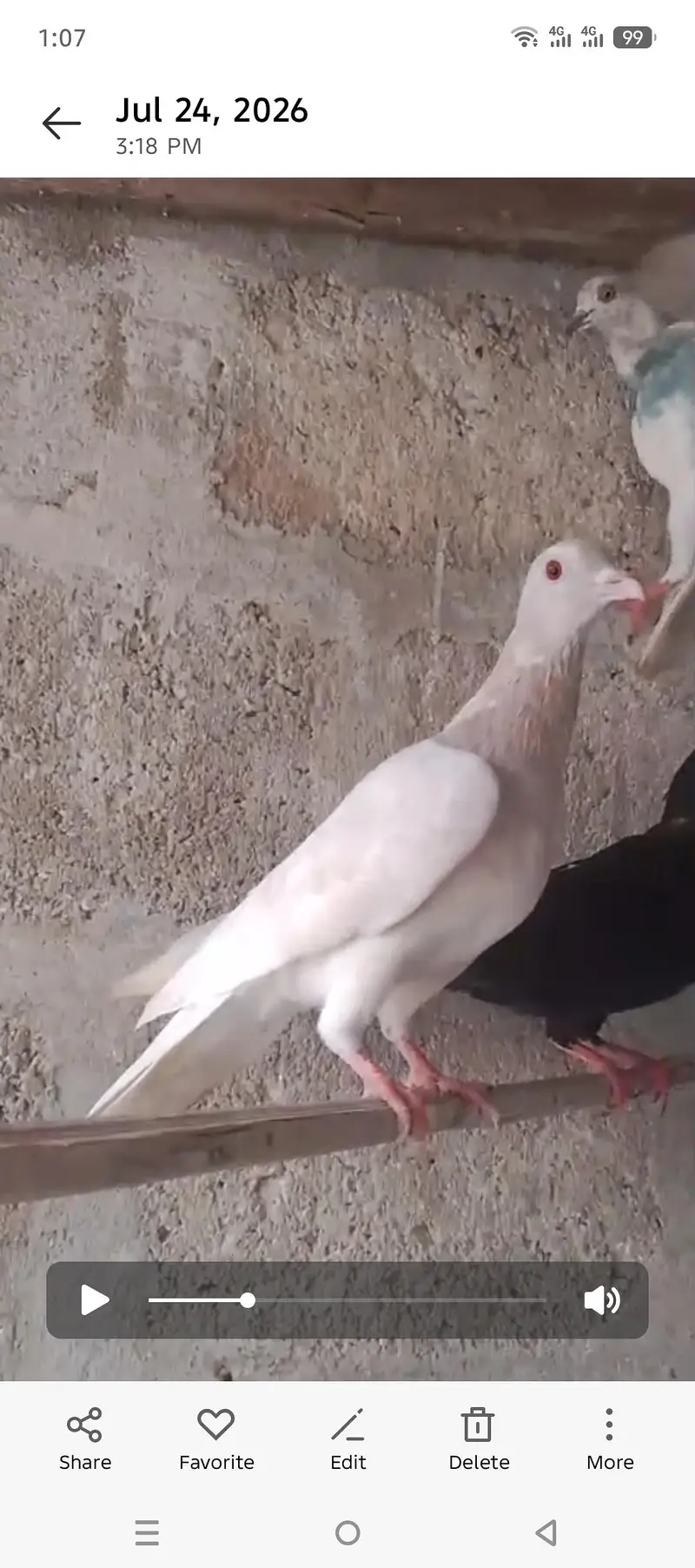 goal pigeon pair — photo 2