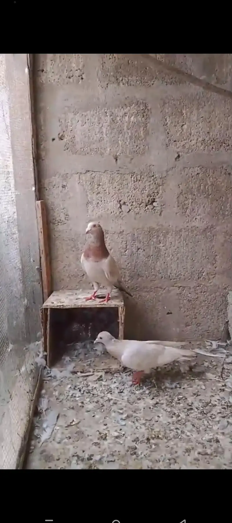 goal pigeon pair — photo 3