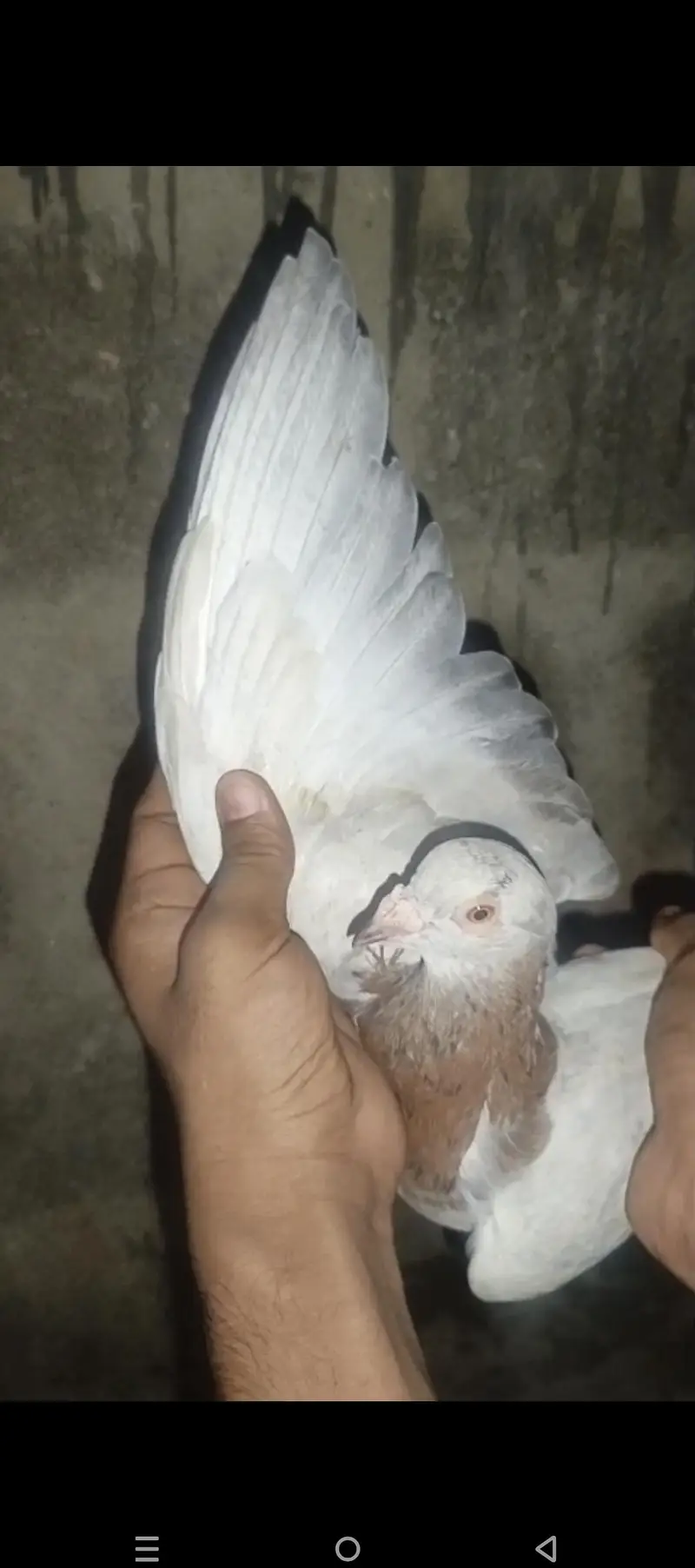 goal pigeon pair — photo 4