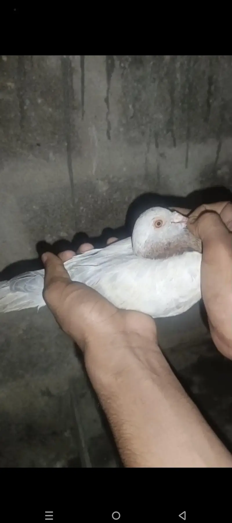 goal pigeon pair — photo 6
