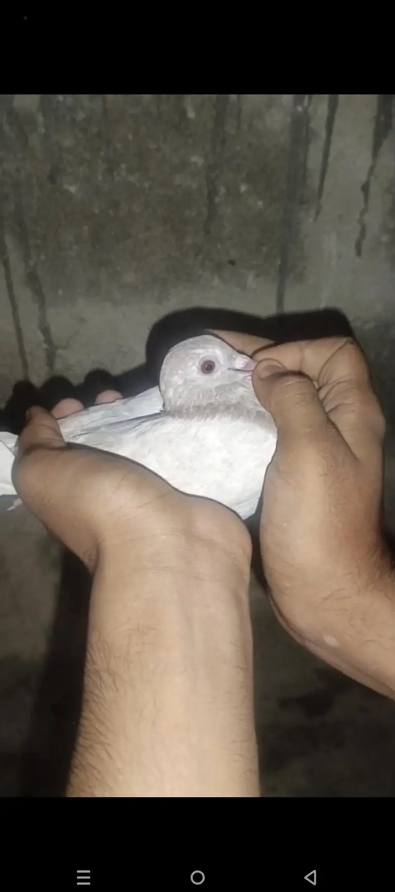 goal pigeon pair — photo 7