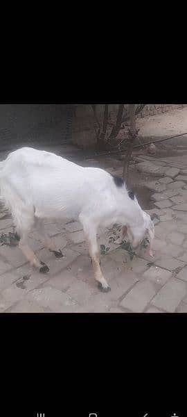 Bakra for sale 2 dant